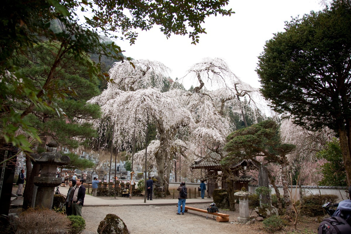 清雲寺のしだれ桜