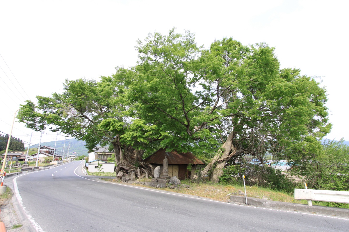 寺尾の大けや木