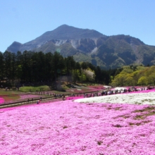 芝桜まつり2018の画像