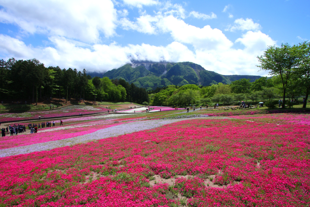 芝桜の丘