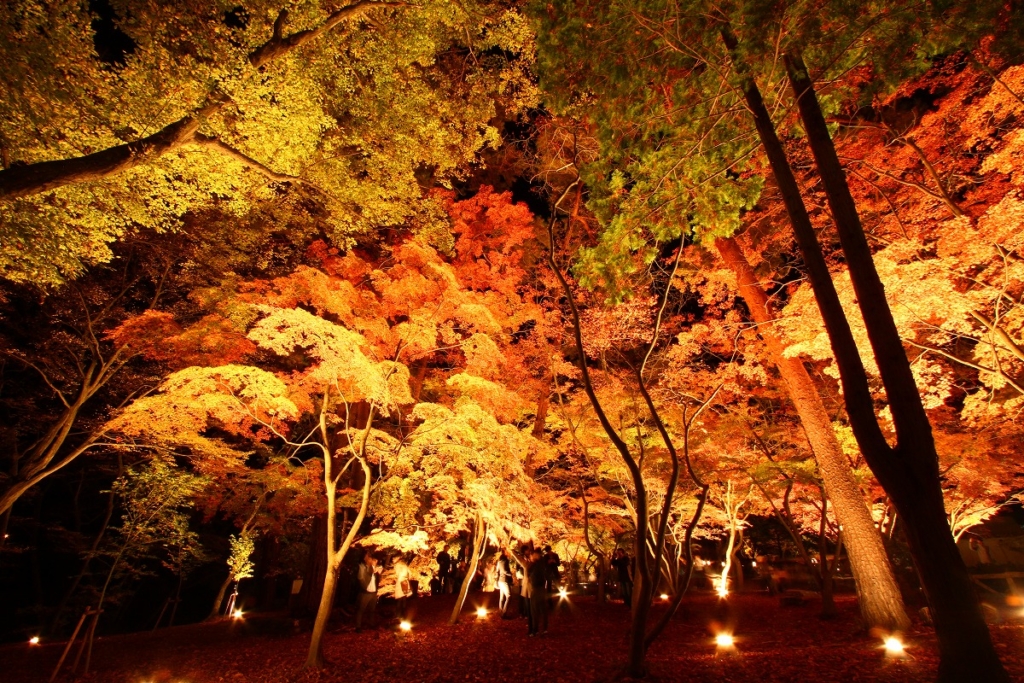 月の石もみじ公園紅葉ライトアップの画像