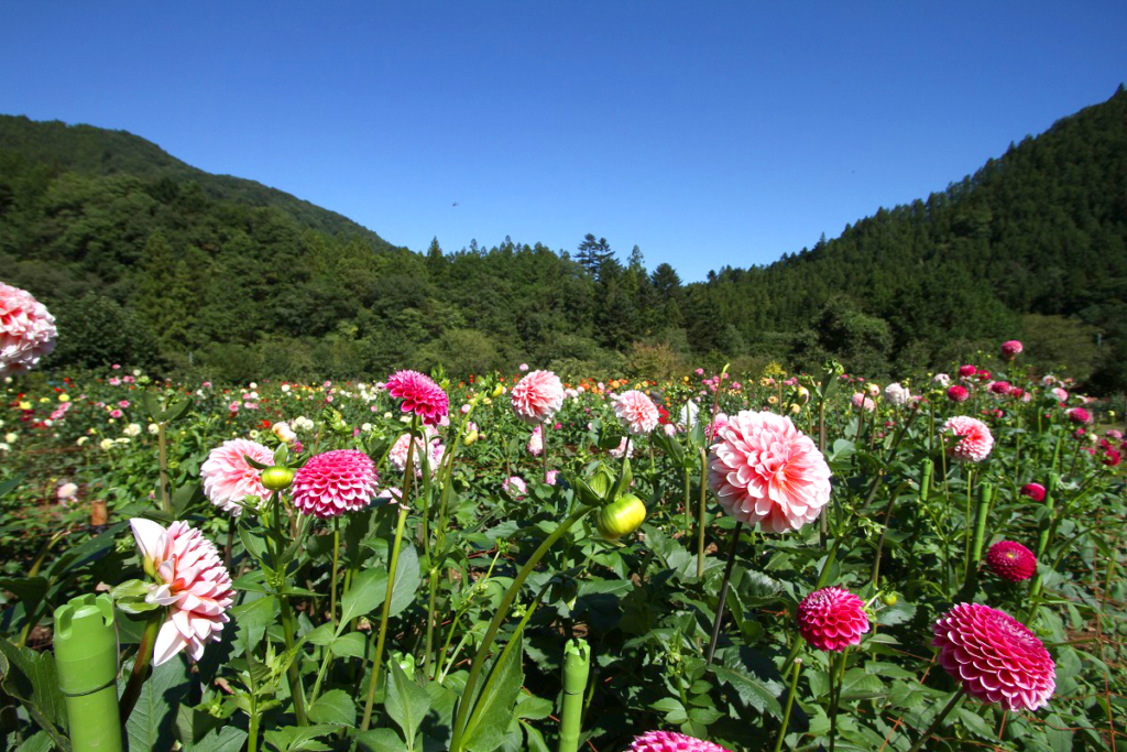 両神山麓花の郷 ダリア園の画像