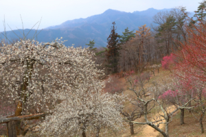 宝登山梅百花園の画像