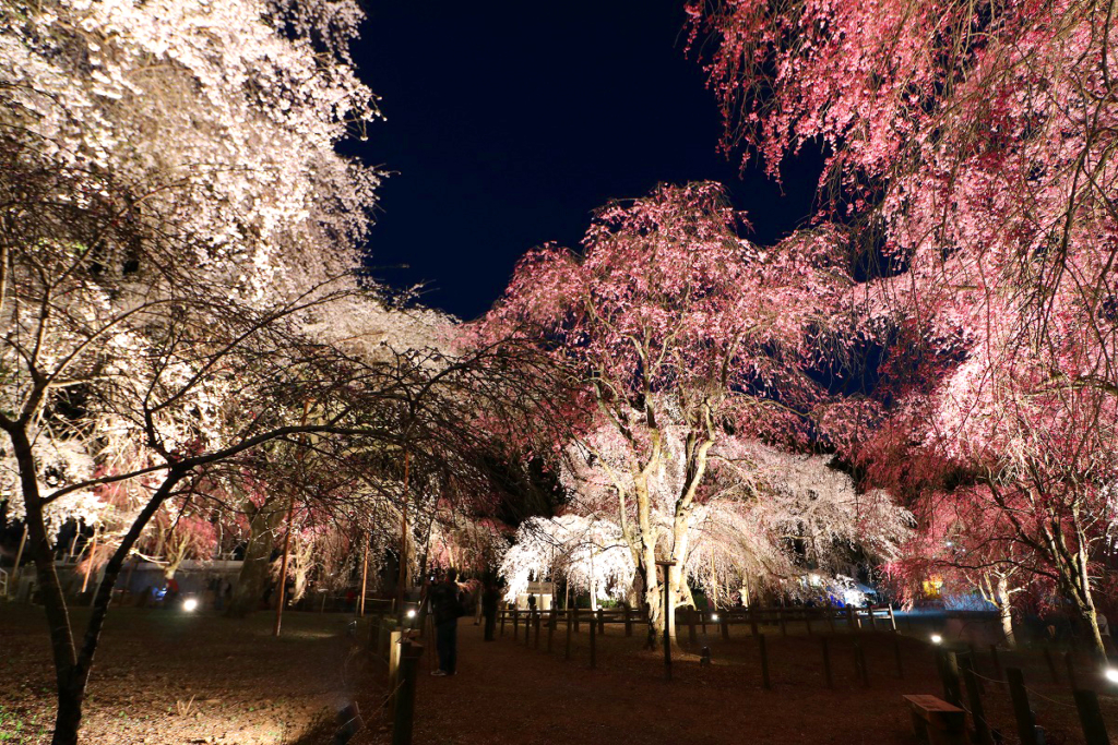 清雲寺しだれ桜ライトアップ