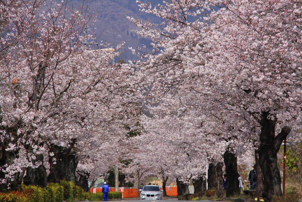 長瀞桜まつり2019の画像