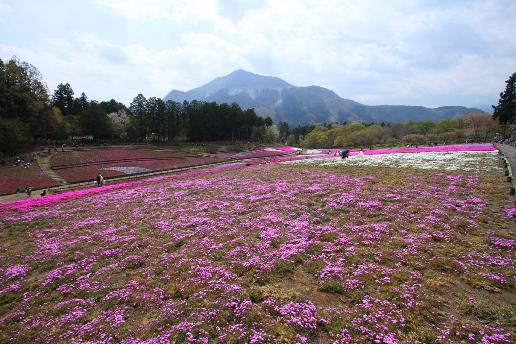 羊山公園芝桜の丘の画像