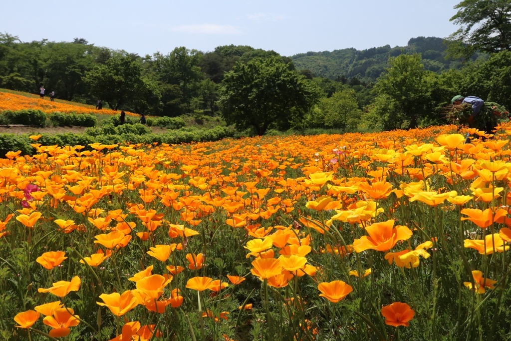 花の里ハナビシソウ園の画像