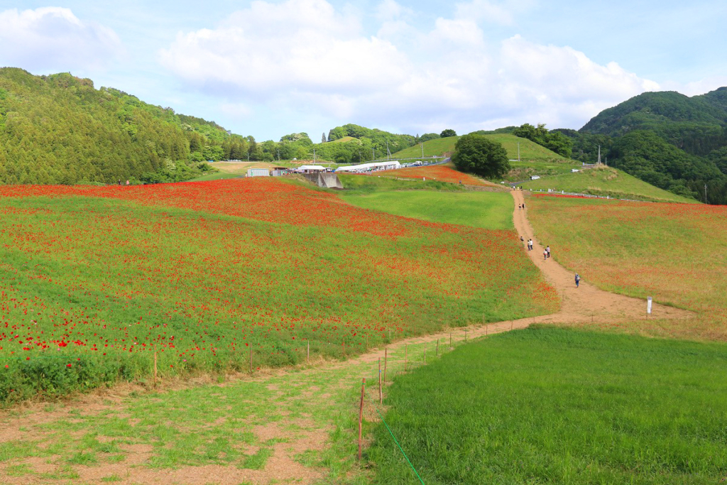 2019年天空のポピーの開花について