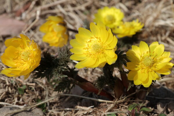道の駅龍勢会館_福寿草