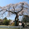 長泉院しだれ桜
