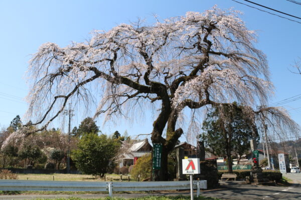 長泉院しだれ桜