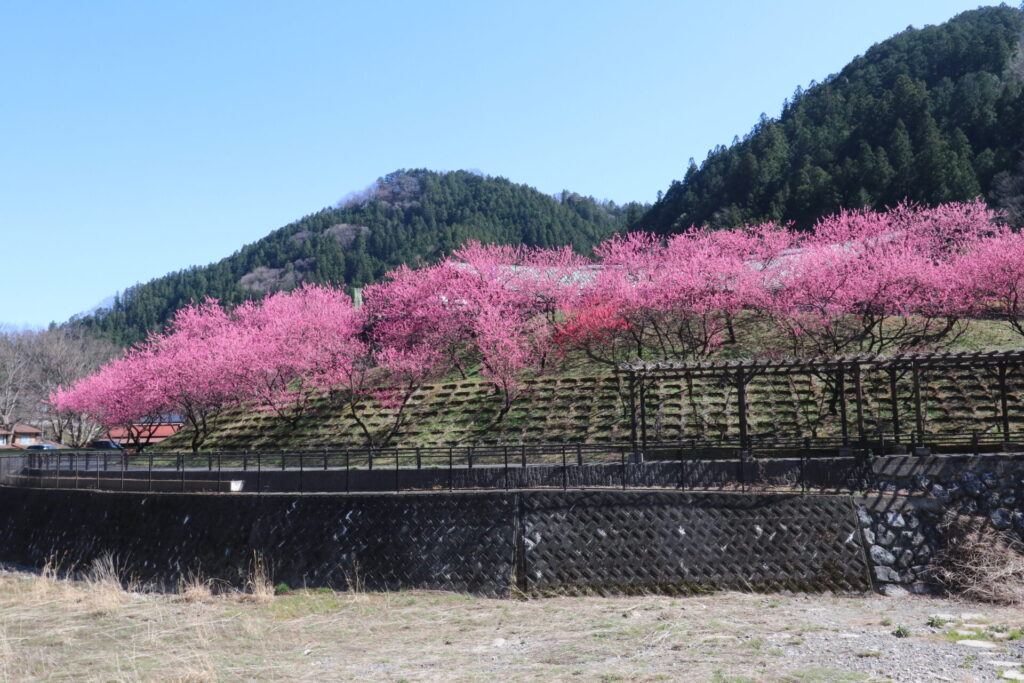 吉田元気村花桃