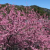 吉田元気村花桃