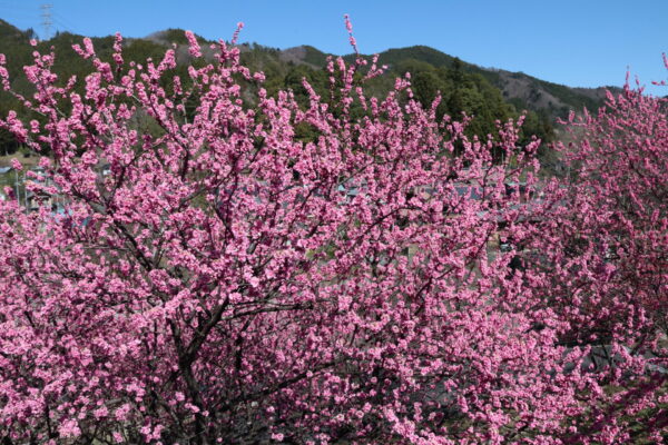 吉田元気村花桃