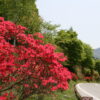 ツツジ「三峰観光道路」