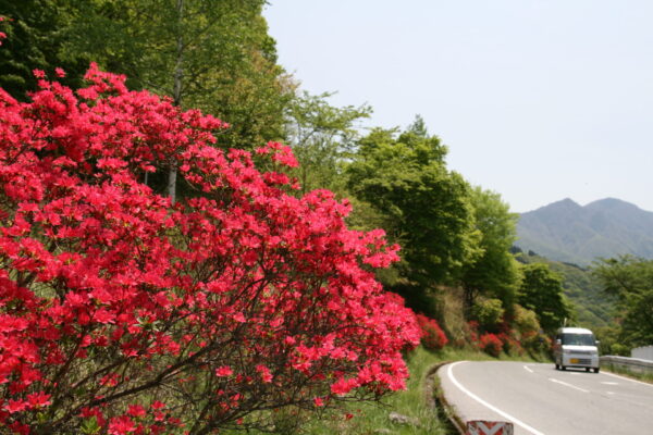 ツツジ「三峰観光道路」