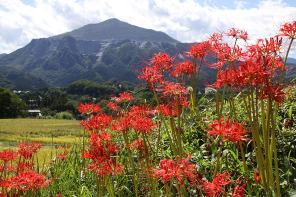 寺坂棚田彼岸花まつり
