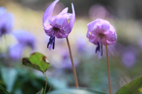 弟富士カタクリ園
