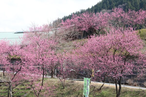 吉田元気村「花桃」