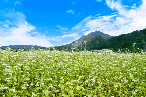 そばの花 ちちぶ花見の里