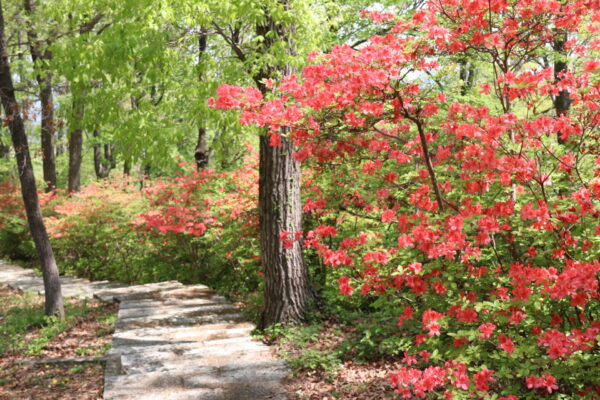 美の山公園ヤマツツジ