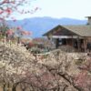 宝登山梅百花園