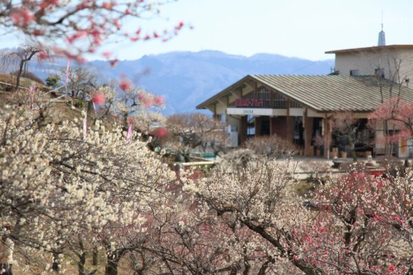 宝登山梅百花園
