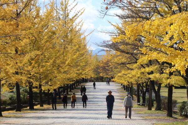 秩父ミューズパーク・イチョウ並木