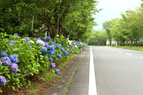 アジサイ「秩父ミューズパーク」