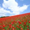 天空のポピー