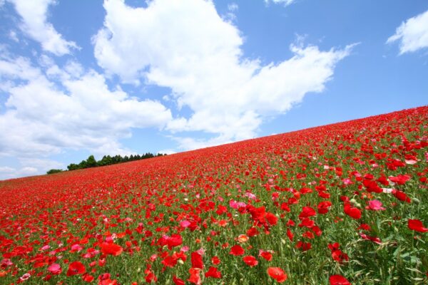 天空のポピー