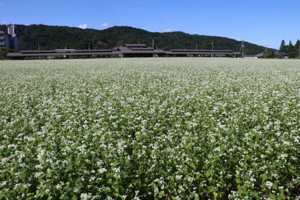 荒川そばの花