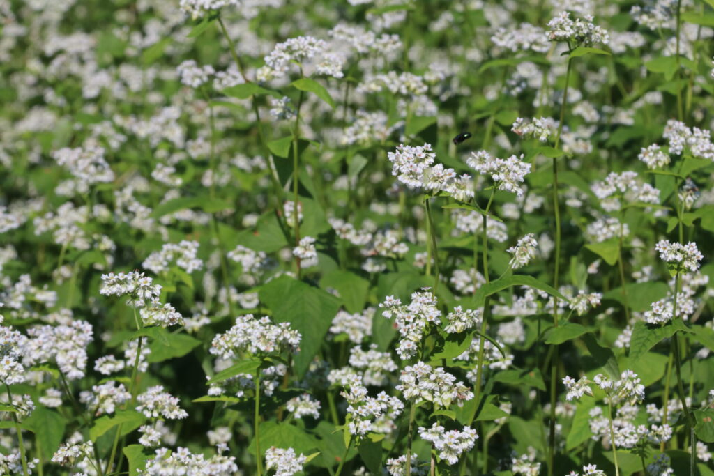 荒川そばの花