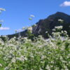 荒川そばの花