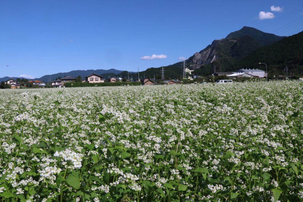荒川そばの花