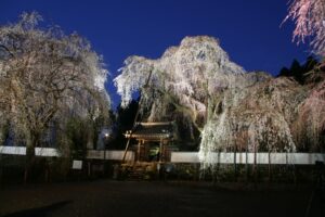 荒川のしだれ桜「清雲寺」ライトアップ