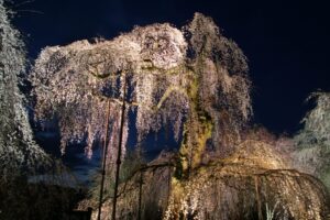 荒川のしだれ桜「清雲寺」ライトアップ