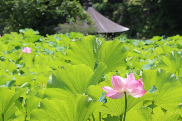 花ハス「札所25番久昌寺前」