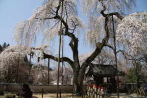 荒川のしだれ桜「清雲寺」