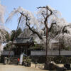 荒川のしだれ桜「清雲寺」