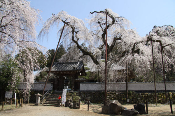 荒川のしだれ桜「清雲寺」