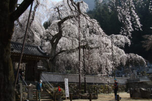 荒川のしだれ桜「清雲寺」