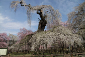 荒川のしだれ桜「清雲寺」