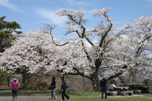 美の山公園の桜