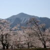 羊山公園の桜