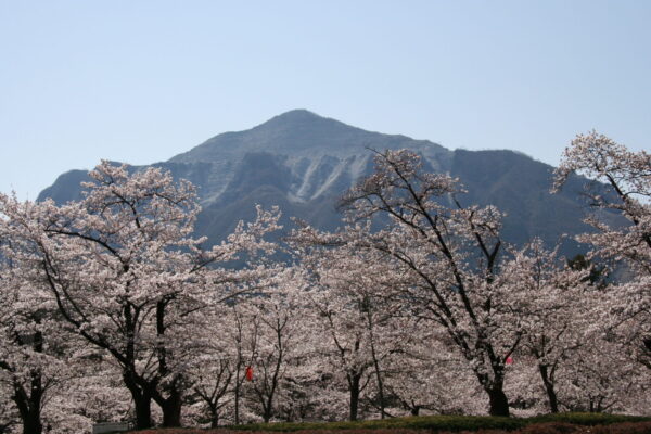羊山公園の桜