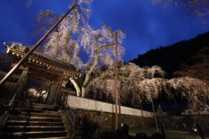 荒川のしだれ桜「清雲寺」ライトアップ