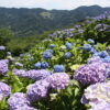 アジサイ「美の山公園」