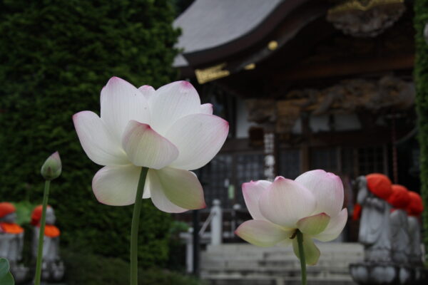 花ハス「礼所12番野坂寺」