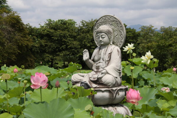 花ハス「宗福寺」